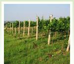 pro zv�t�en� klikni