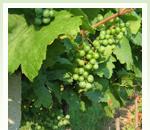 pro zv�t�en� klikni