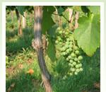 pro zv�t�en� klikni