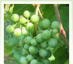 pro zv�t�en� klikni